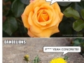 Roses vs. Dandelions