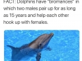 Dolphin bro code