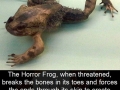 The horror frog