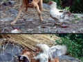 Chicken lvl: Like a boss