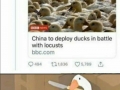 China prepares 100,000 ducks