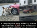 Stray dog kicked by driver