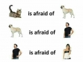 Cycle of fear ♻