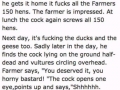 A farmer buys a young c*ck