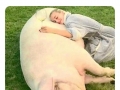 He's too fat to cheat