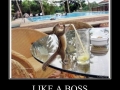 Like a boss