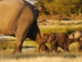 Elephant Mother