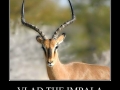 Vlad The Impala