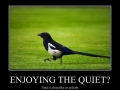 Enjoying the quiet?