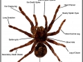 Spider Anatomy